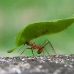 Imagem Impressionante: O Rosto de uma Formiga pelo Microscópio