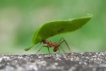 Imagem Impressionante: O Rosto de uma Formiga pelo Microscópio