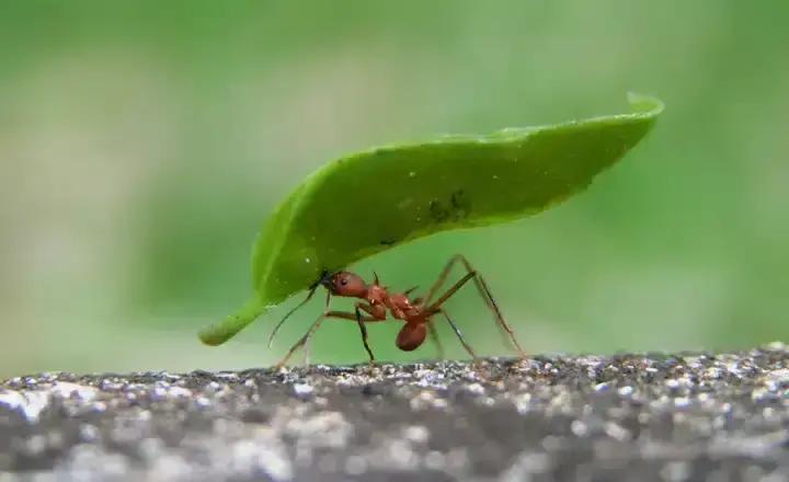 Imagem Impressionante: O Rosto de uma Formiga pelo Microscópio